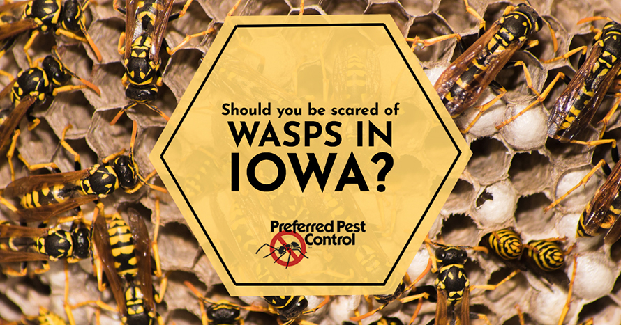 No Need to Be Scared of Wasps Find Out How to Avoid Iowa Wasps
